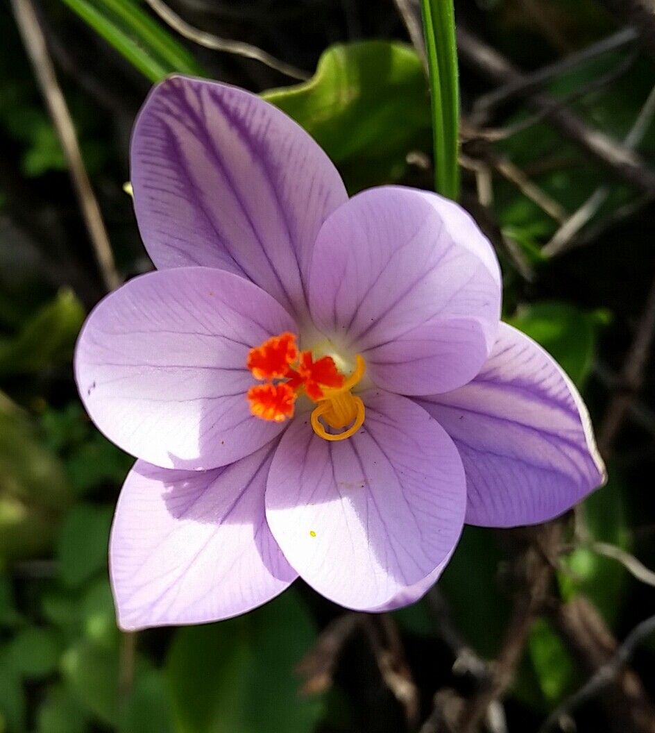 crocus corsicus
