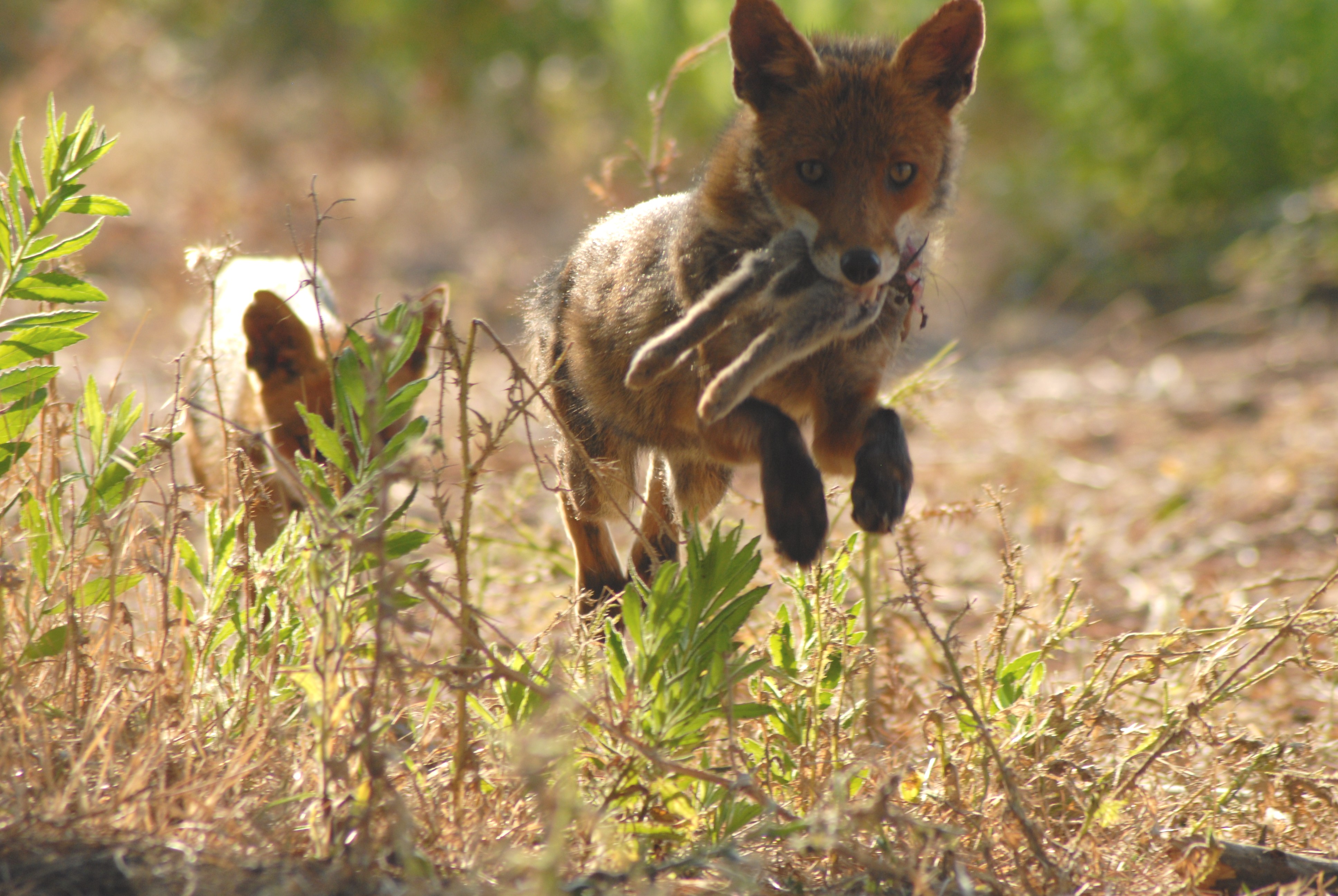 renards et lapin