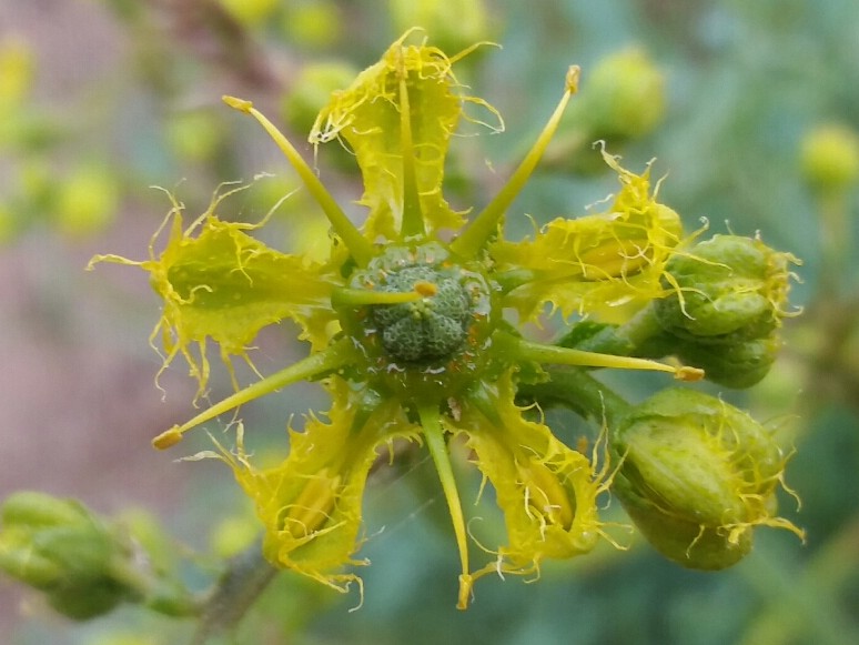 ruta angustifolia